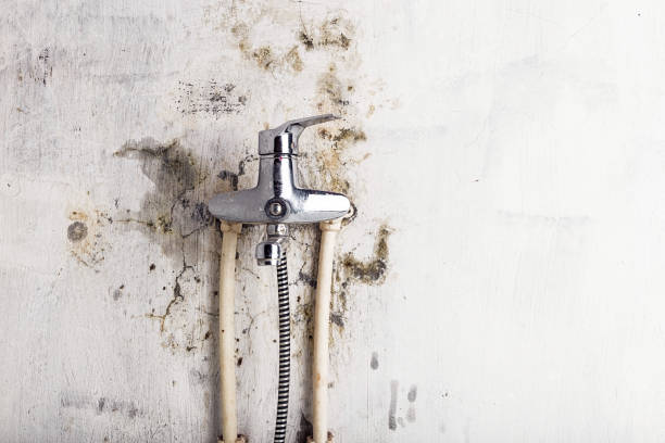 Best Mold Damage Repair  in Eden, TX