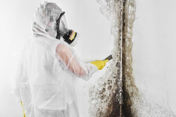 Best Professional Mold Removal  in Eden, TX