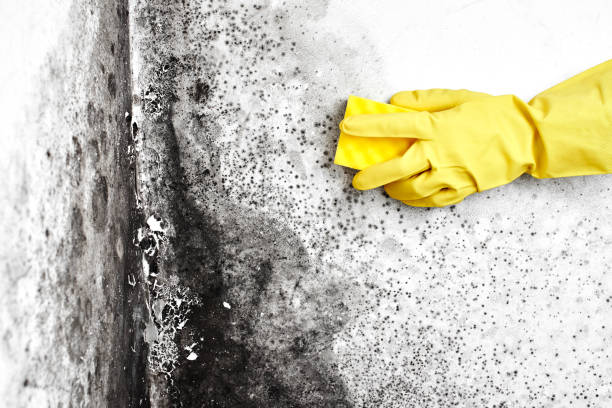 Best Home Mold Removal  in Eden, TX