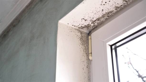 Best Professional Mold Removal  in Eden, TX