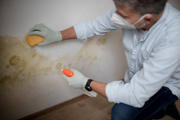 Best Mold Removal Near Me  in Eden, TX