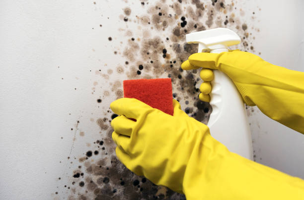 Best Local Mold Removal Service  in Eden, TX