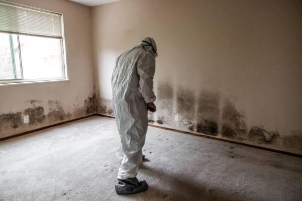 Best Mold Remediation Experts  in Eden, TX