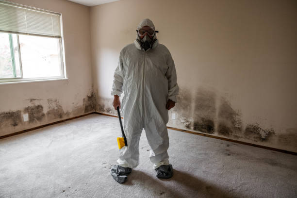 Mold Removal Process in Eden, TX