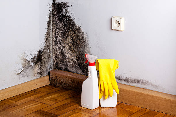 Reliable Eden, TX Mold Removal Solutions
