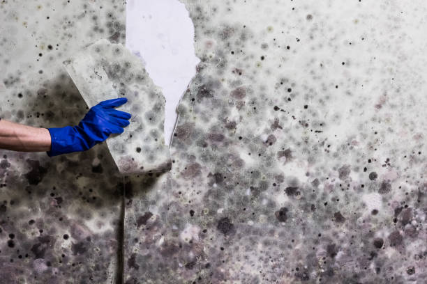 Best Residential Mold Removal  in Eden, TX