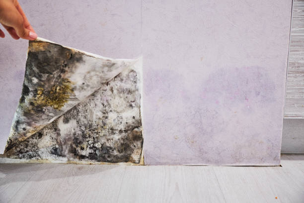 Best Mold Removal Near Me  in Eden, TX